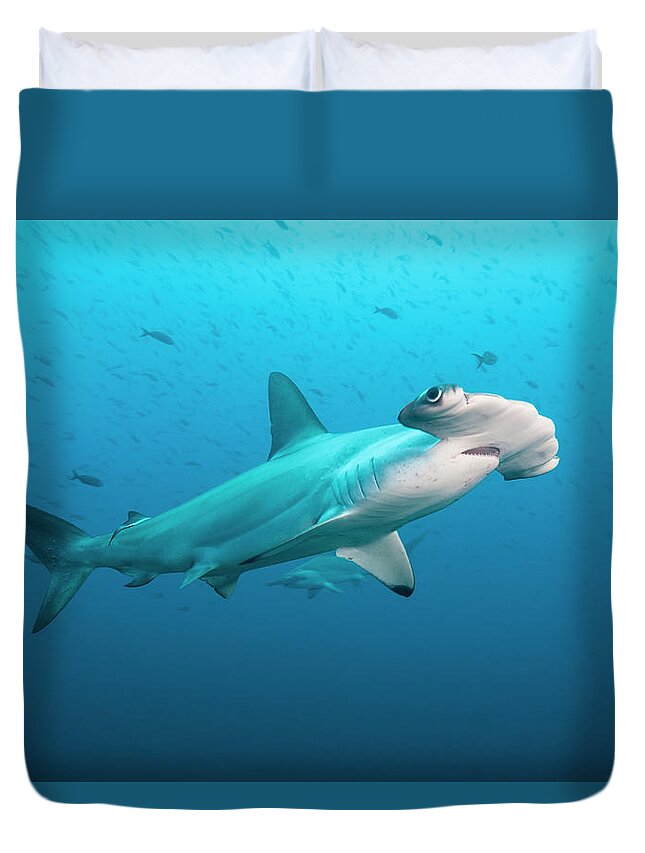 Underwater Duvet Cover featuring the photograph Scalloped Hammerhead Shark, Galapagos by Michele Westmorland