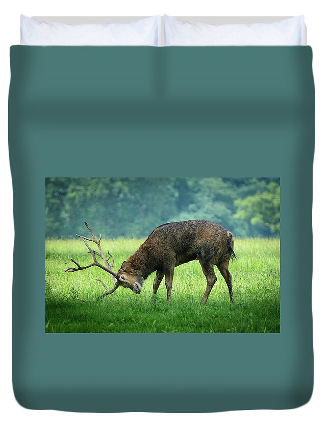 Grass Duvet Cover featuring the photograph Scratching About by Martin Hickman Photography