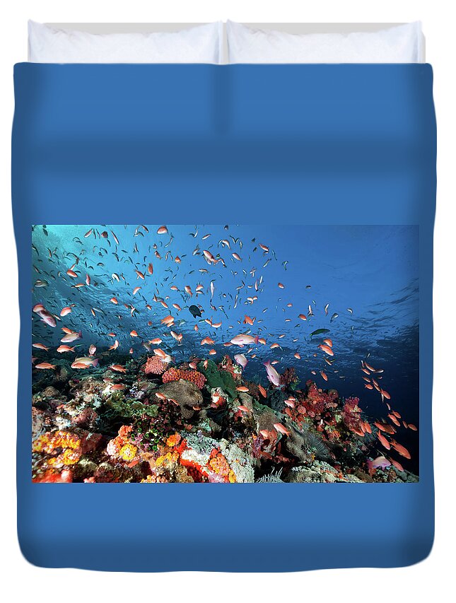 Underwater Duvet Cover featuring the photograph Sea Goldies , Underwater Mountain Batu by Ifish