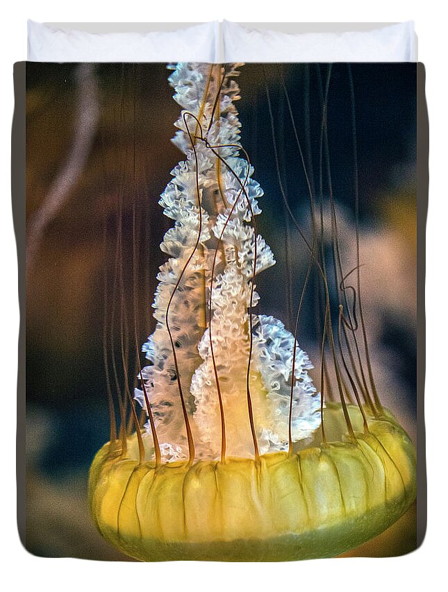 Sea Nettle Jellyfish (chrysaora Quinquecirrha) In An Aquarium Duvet Cover featuring the photograph Sea Nettle Jellyfish chrysaora Quinquecirrha by David Zanzinger