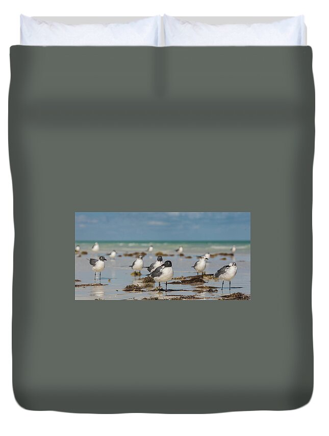 Seagull Duvet Cover featuring the photograph Seagull at Holbox, Mexico by Julieta Belmont