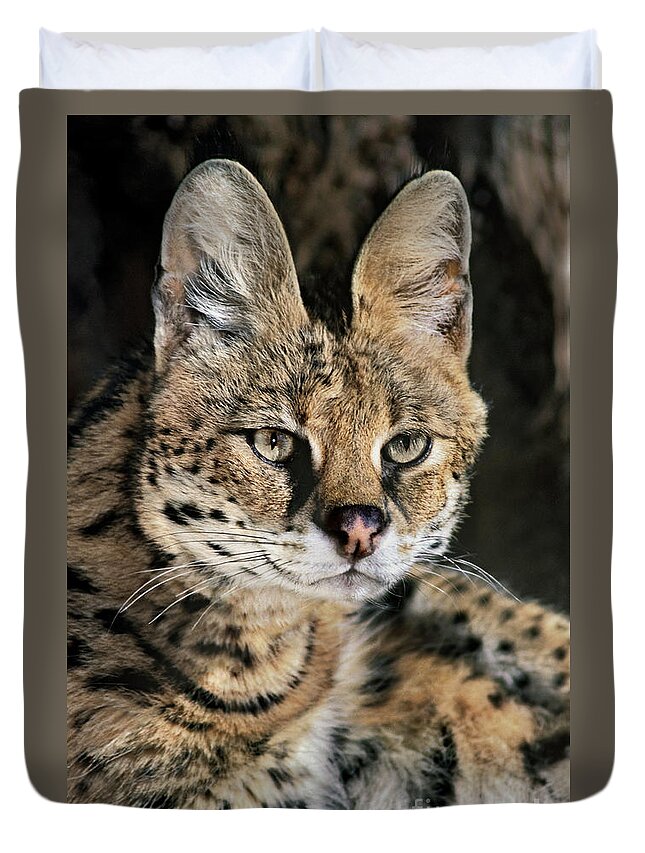 Dave Welling Duvet Cover featuring the photograph Serval Portrait Wildlife Rescue by Dave Welling