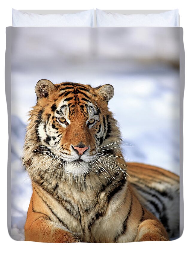 Three Quarter Length Duvet Cover featuring the photograph Siberian Tiger Panthera Tigris Altaica by Tier Und Naturfotografie J Und C Sohns