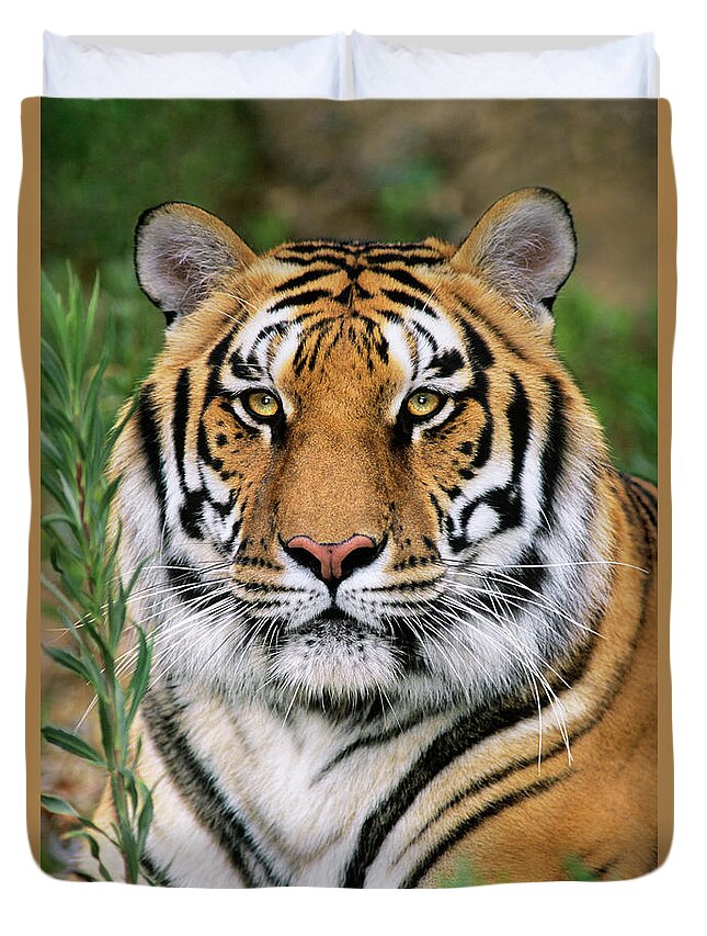 Siberian Tiger Duvet Cover featuring the photograph Siberian Tiger Staring Endangered Species Wildlife Rescue by Dave Welling
