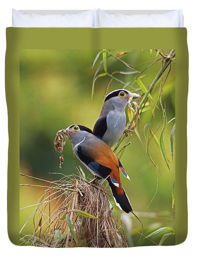 Animal Themes Duvet Cover featuring the photograph Silver-breasted Broadbill by Chong Boon Tiong