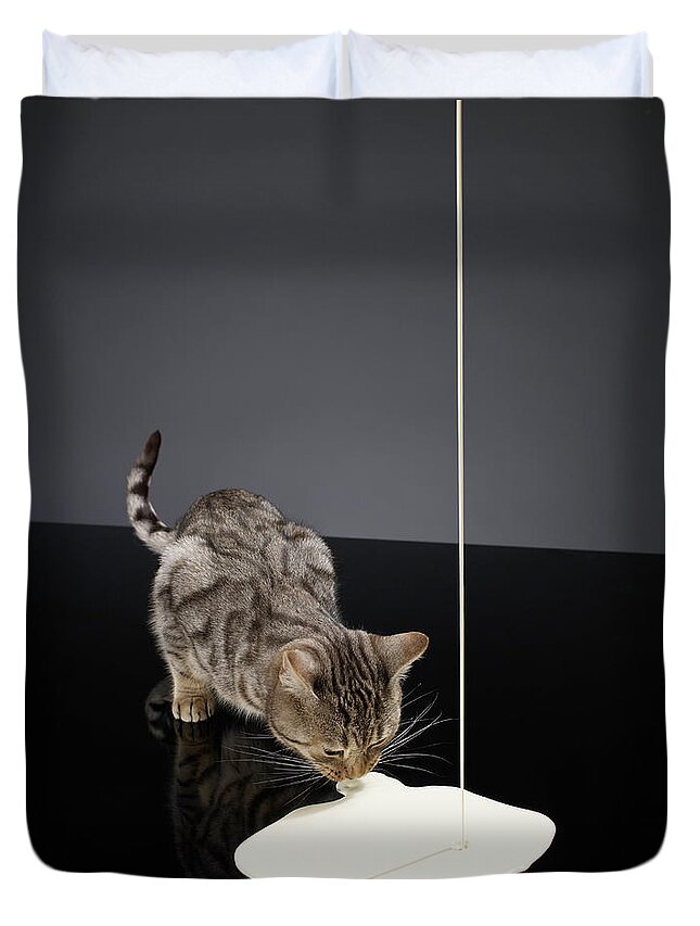 Pets Duvet Cover featuring the photograph Silver Tabby Cat Drinking Cream From by Michael Blann
