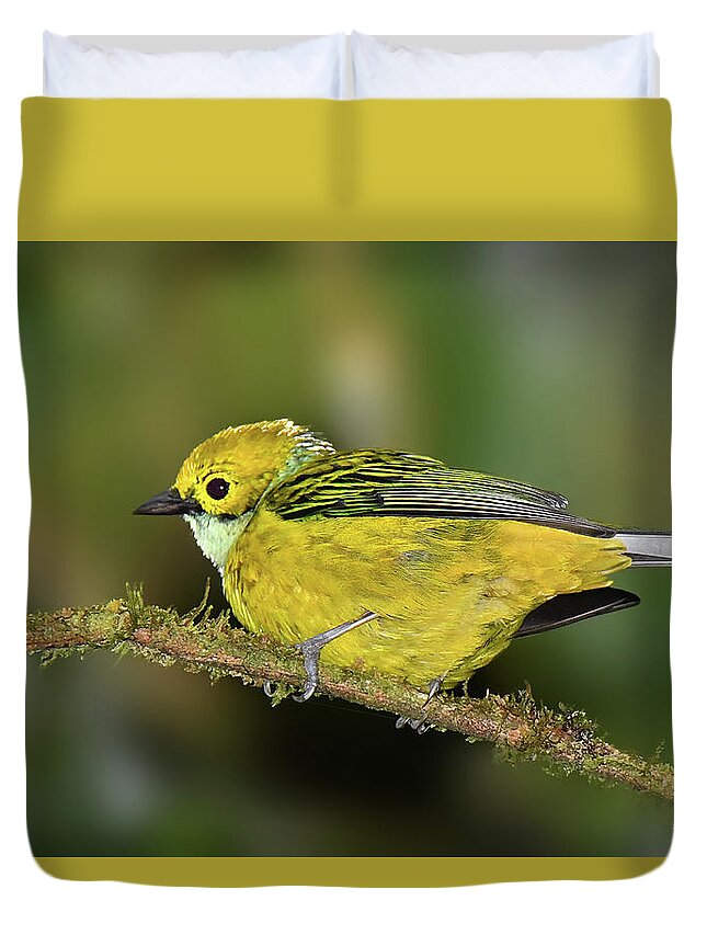 Bird Duvet Cover featuring the photograph Silver-throated Tanager by Alan Lenk
