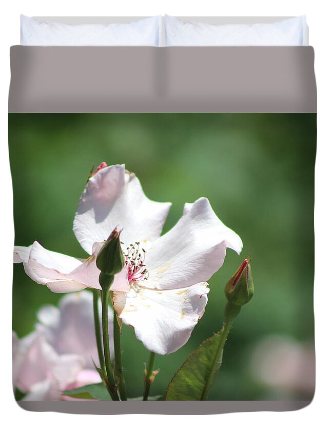 Misty Duvet Cover featuring the photograph Single Classic Pink Country Rose and Buds by Colleen Cornelius