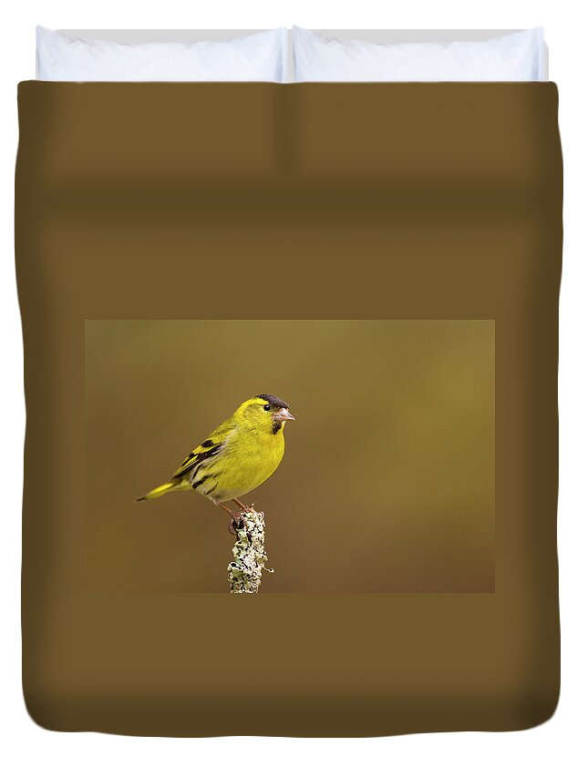 Colouryellow Duvet Cover featuring the photograph Siskin Peched On A Lichen Covered Branch, Scotland, Uk by Andrew Parkinson / Naturepl.com