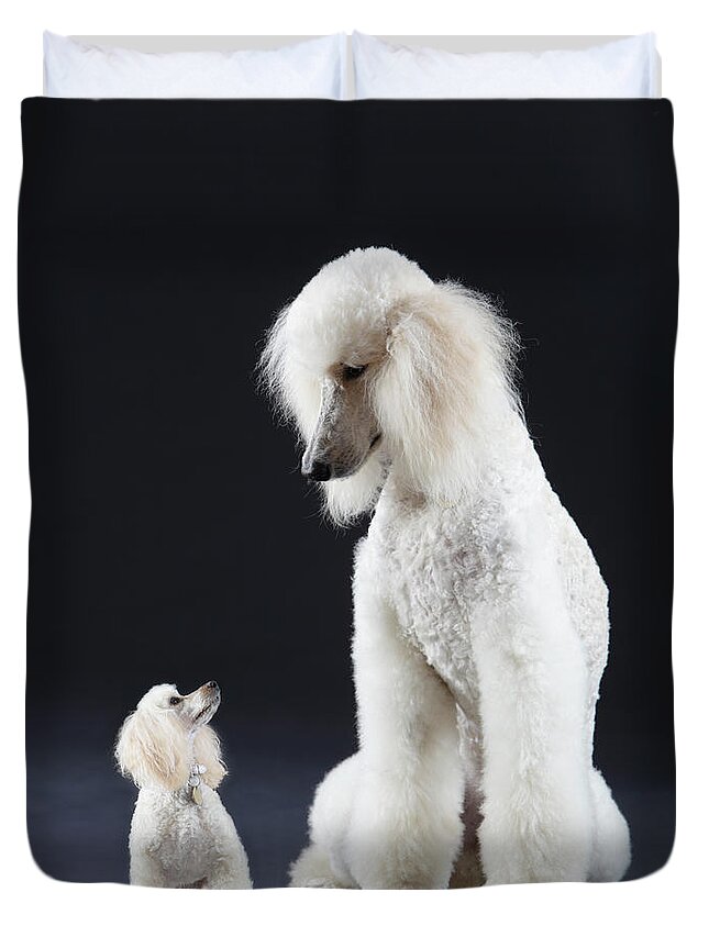 Pets Duvet Cover featuring the photograph Small And Large Poodle by Peter Cade