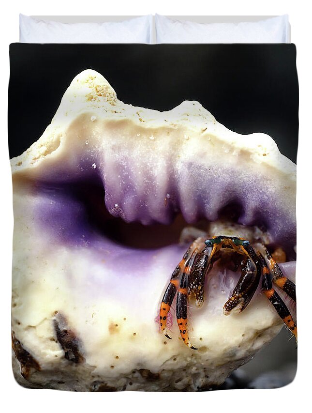 Hermit Crab Duvet Cover featuring the photograph Small Hermit Crab by Christopher Johnson