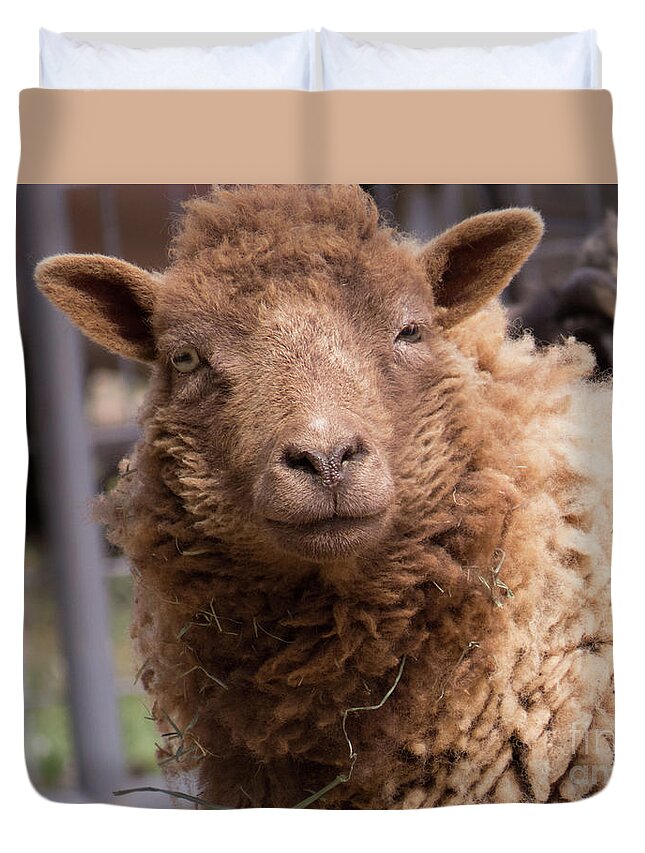 Sheep Duvet Cover featuring the photograph Smirking Sheep by Christy Garavetto