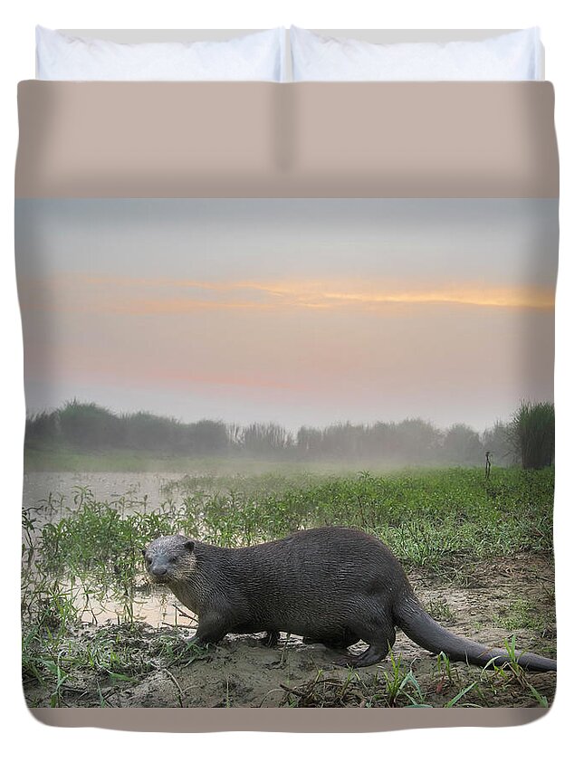 Animal Duvet Cover featuring the photograph Smooth-coated Otter About To Enter A Marsh At Dawn, Dudhwa by Ben Cranke / Naturepl.com