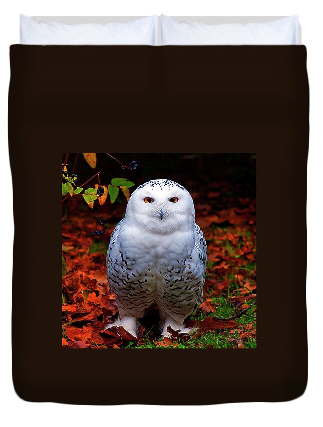 Animal Themes Duvet Cover featuring the photograph Snowy Owl by Photo By Steve Wilson