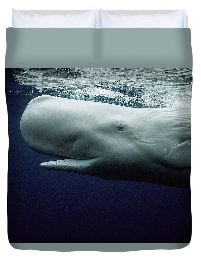 Mp Duvet Cover featuring the photograph White Sperm Whale by Hiroya Minakuchi