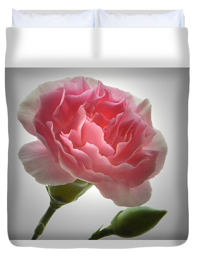 Carnation Duvet Cover featuring the photograph Spotlight On Carnation by Terence Davis