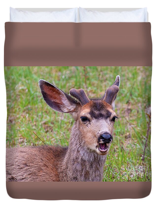 Deer Duvet Cover featuring the photograph Springtime Buck Mule Deer by Steven Krull