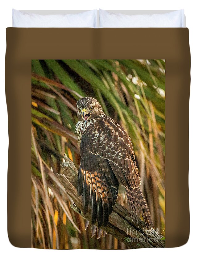 Hawk Duvet Cover featuring the photograph Squawk Hawk by Tom Claud