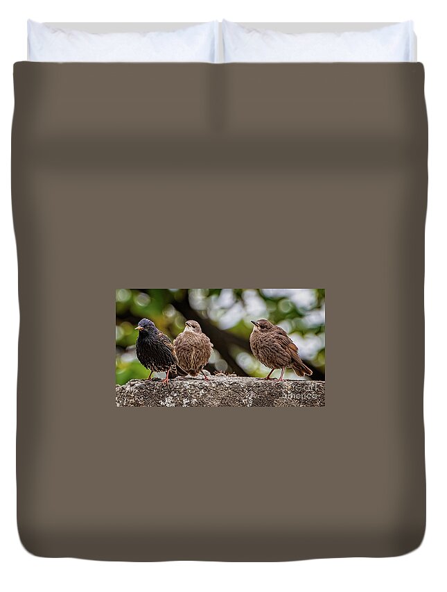 Starling Duvet Cover featuring the photograph Starling Fledgling by Adrian Evans