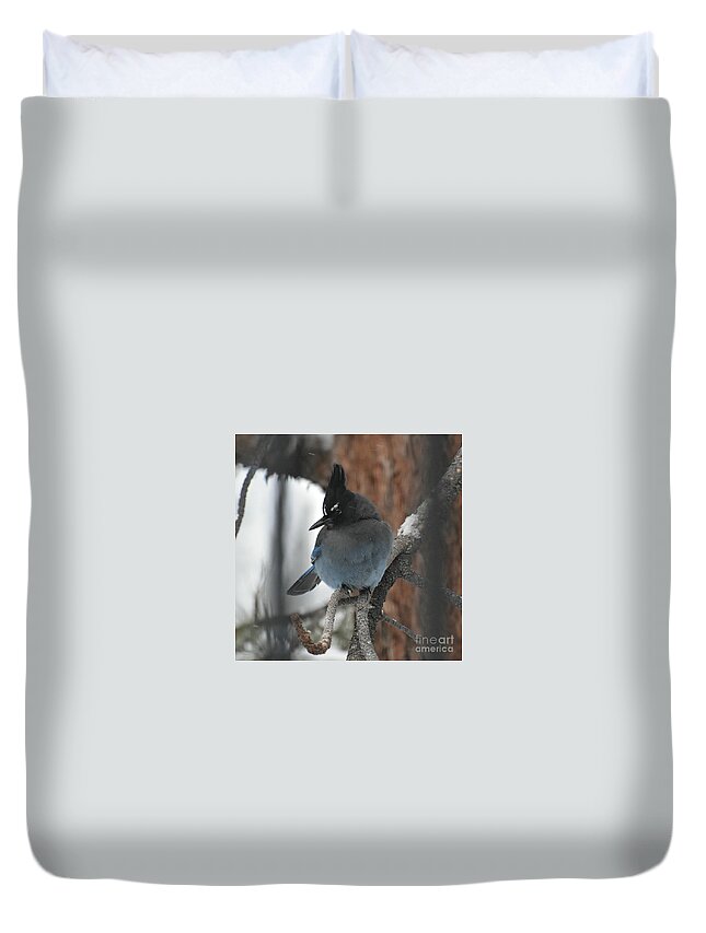 Stellar's Jay Duvet Cover featuring the photograph Stellar's Jay in Pine by Dorrene BrownButterfield