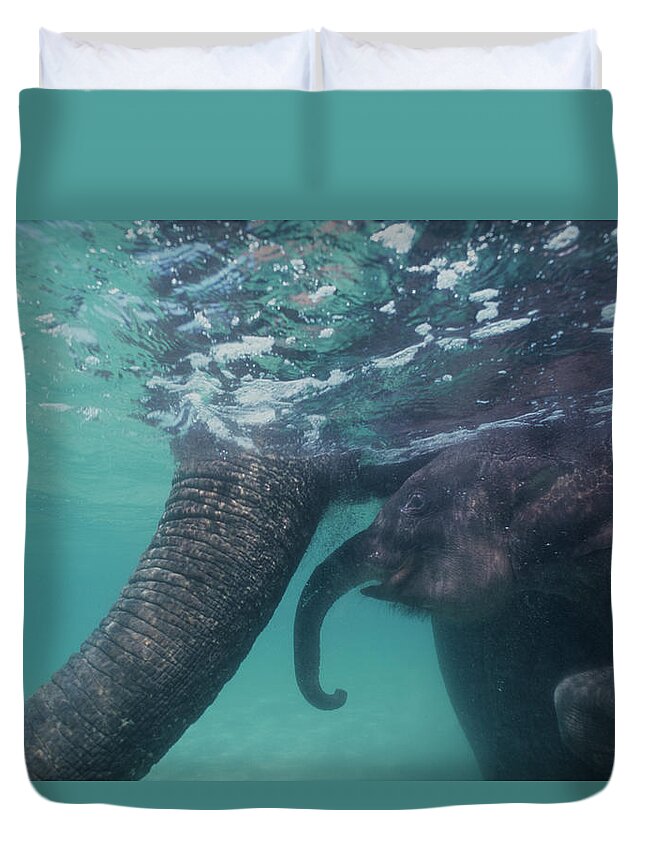 Underwater Duvet Cover featuring the photograph Submerged Indian Elephant Calf And by Volvox Volvox