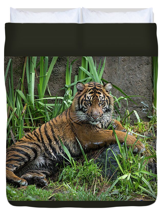 Suzi Eszterhas Duvet Cover featuring the photograph Sumatran Tiger Cub by Suzi Eszterhas