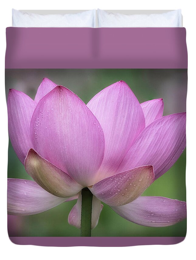 Lotus Duvet Cover featuring the photograph Sunday Morning by Robert Fawcett