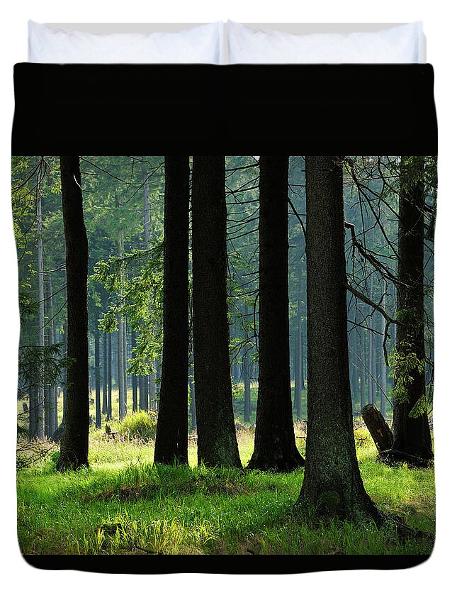 Shadow Duvet Cover featuring the photograph Sunlit Spruce Tree Forest by Avtg