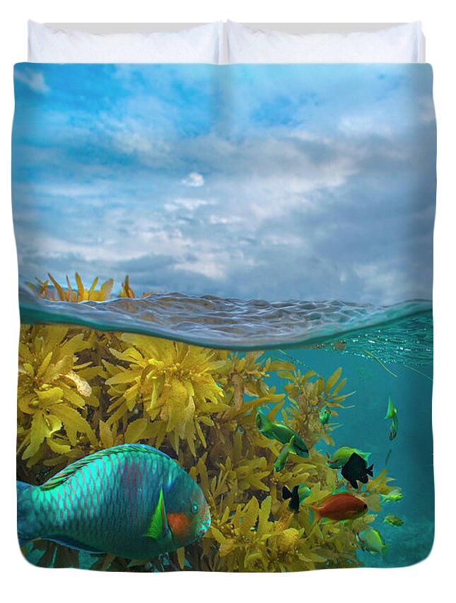 00586408 Duvet Cover featuring the photograph Surf Parrotfish, Damselfish And Basslet School Near Seaweed, Bohol Island, Philippines by Tim Fitzharris