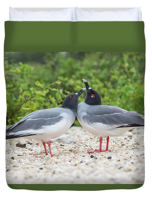 Animal Duvet Cover featuring the photograph Swallow-tailed Gulls Courting by Tui De Roy