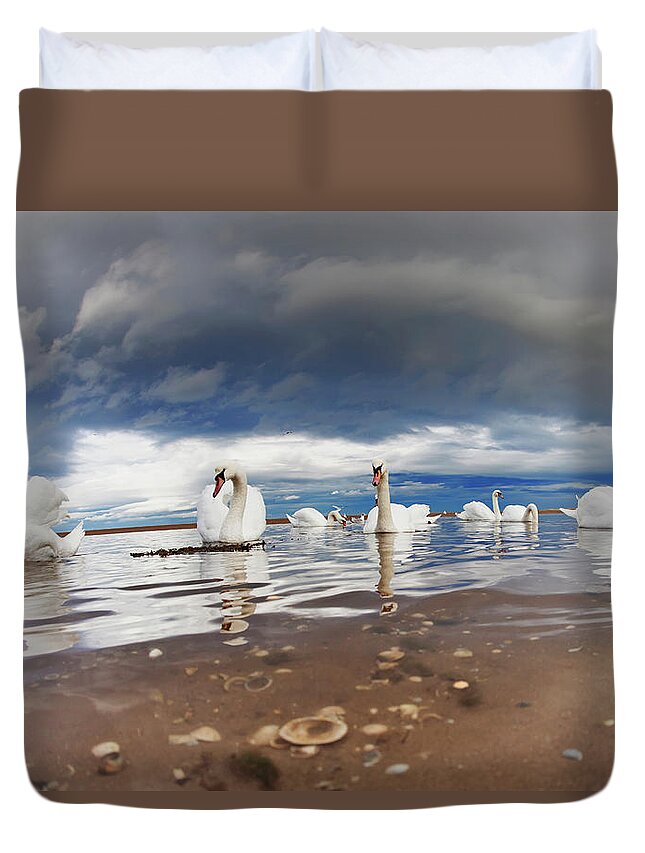 Tranquility Duvet Cover featuring the photograph Swans Swimming In The Shallow Water by John Short / Design Pics