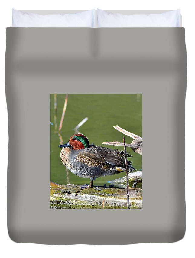 Teal Duvet Cover featuring the photograph Teal catching some rays by Dwight Eddington