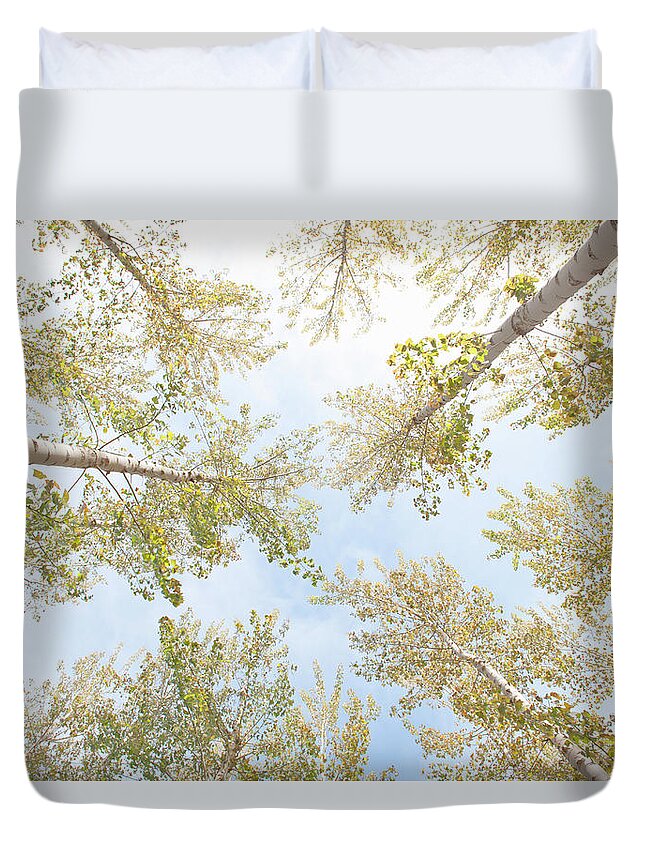 Tranquility Duvet Cover featuring the photograph The Crowns Of A Grove Of Deciduous by Shanna Baker