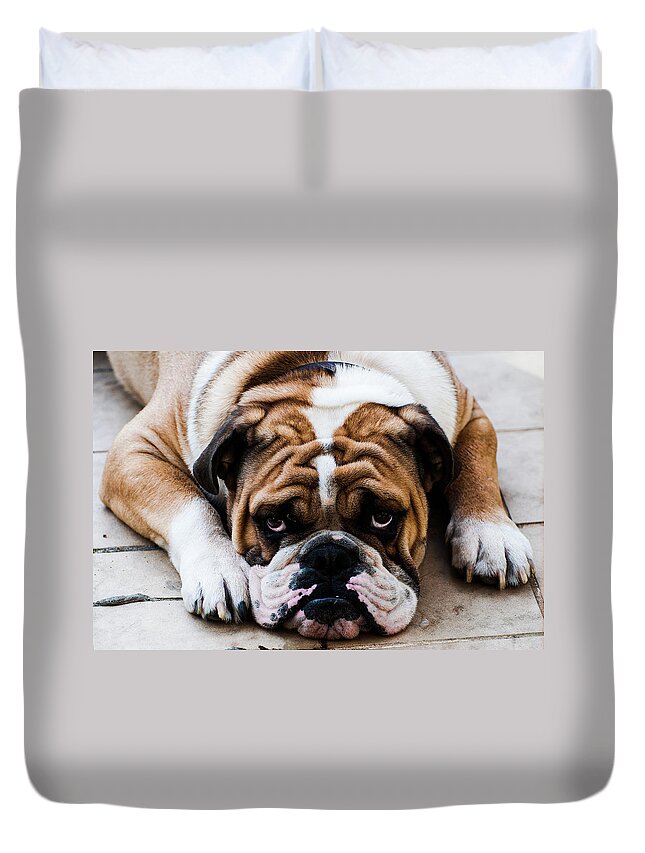 Pets Duvet Cover featuring the photograph The English Bulldog by Romeo Banias