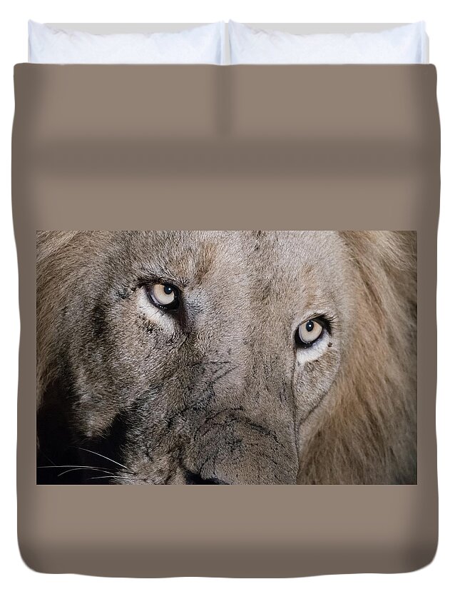 Lion Duvet Cover featuring the photograph The gaze of a lion by Mark Hunter