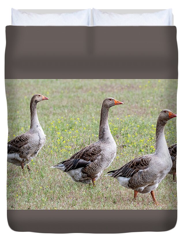 Domestic Gray Goose Duvet Cover featuring the photograph The Goose Squad Quad by Marcy Wielfaert