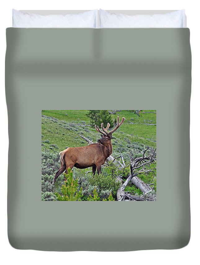Yellowstone Duvet Cover featuring the photograph The King by Randall Dill