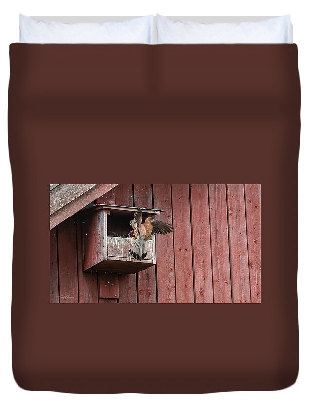Kestrel Duvet Cover featuring the photograph The male Kestrel deliver a fresh vole by Torbjorn Swenelius