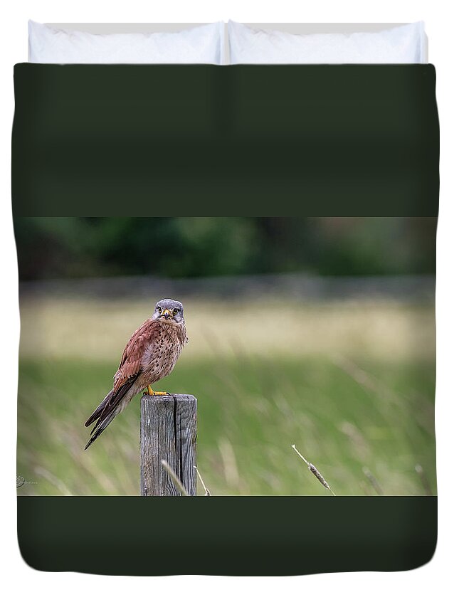 Kestrel Duvet Cover featuring the photograph The male Kestrel on his watch by Torbjorn Swenelius
