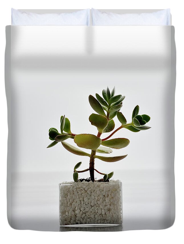 White Background Duvet Cover featuring the photograph The Succulent Plants In The Glass Vessel by Yagi Studio