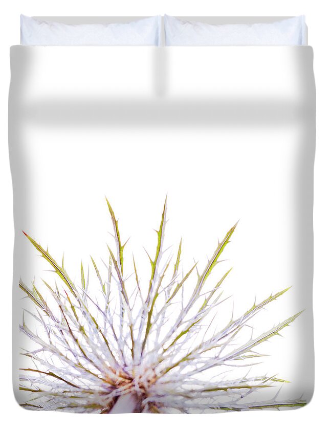 White Background Duvet Cover featuring the photograph Thistle Head by Nicholas Rigg