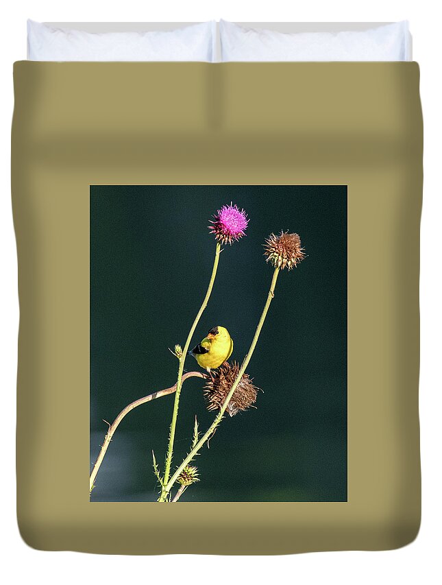 American Goldfinch Duvet Cover featuring the photograph Thistle Love by Marcy Wielfaert