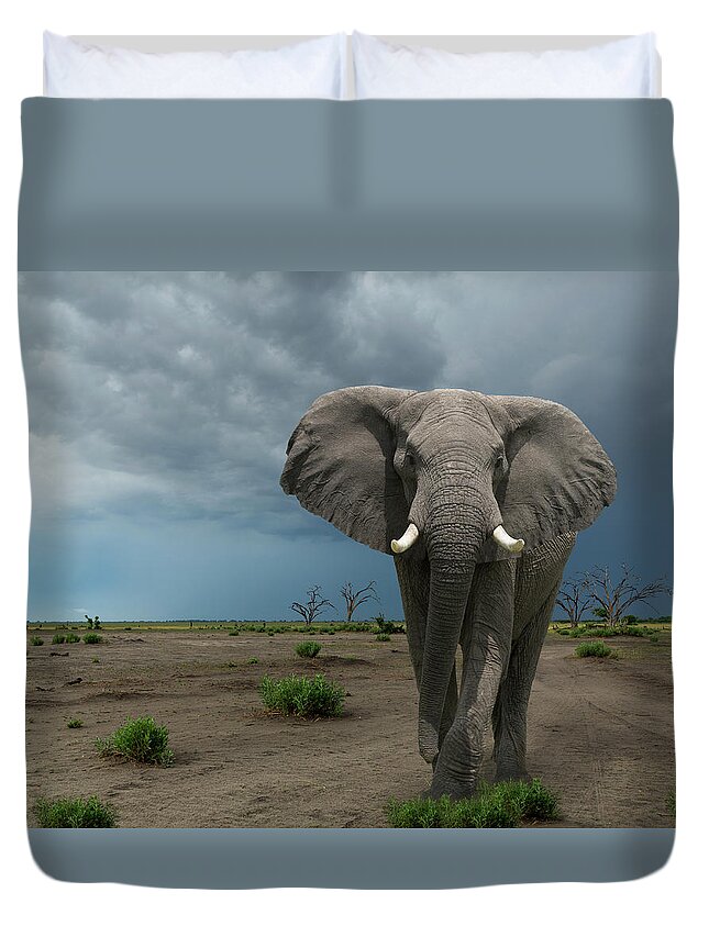 Botswana Duvet Cover featuring the photograph Threatening Elephant Loxodonta Africana by Buena Vista Images