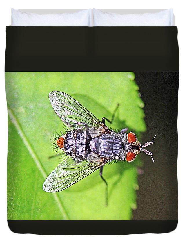 Insects;horizontal;macro;jenniferrobin.gallery Duvet Cover featuring the photograph Three Eyed Fly by Jennifer Robin