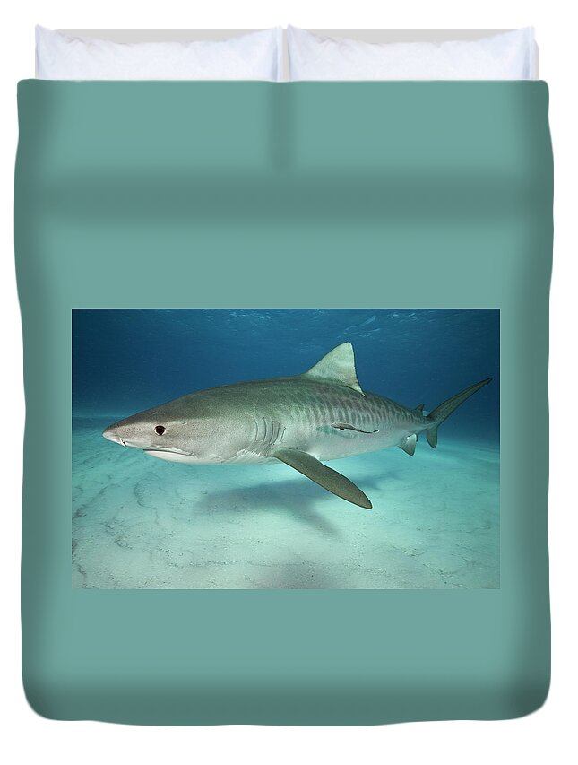 Underwater Duvet Cover featuring the photograph Tiger Shark On White Sand Beach by Alastair Pollock Photography