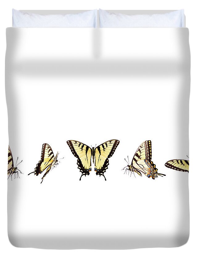 White Background Duvet Cover featuring the photograph Tiger Swallowtail Butterflies In by Liliboas