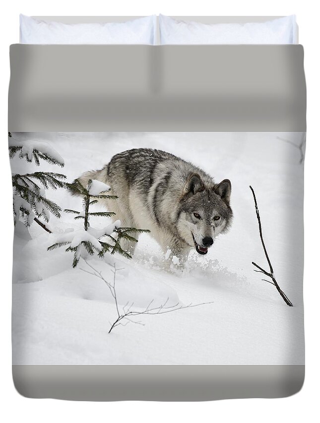 Wall Art Duvet Cover featuring the photograph Timber Wolf by Jeffrey PERKINS