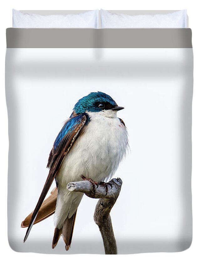 Small Fluffy Bird Duvet Cover featuring the photograph Adult tree swallow by Robert C Paulson Jr