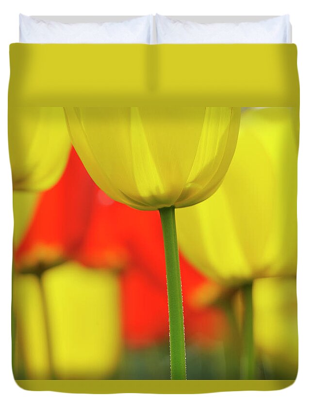 Netherlands Duvet Cover featuring the photograph Tulips In Spring, Close-up, Selective by Martin Ruegner