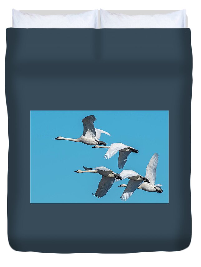 Birds Duvet Cover featuring the photograph Tundra Swans in Flight by Donald Brown